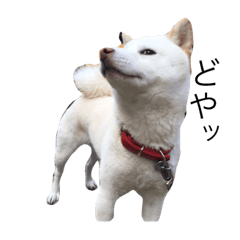 [LINEスタンプ] 愛犬はる
