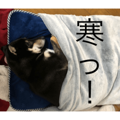 [LINEスタンプ] 黒柴マメテツ