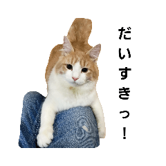 [LINEスタンプ] ノルウェージャンフォレストキャットのノル