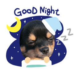 [LINEスタンプ] チワワのチップのスタンプ