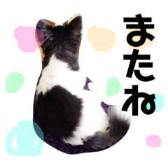 [LINEスタンプ] チワワのレン♡
