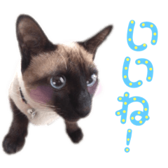 [LINEスタンプ] ユズさん