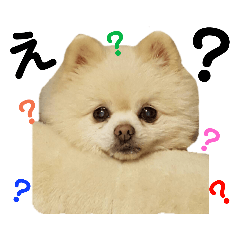 [LINEスタンプ] コロン（ポメラニアン）