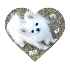 [LINEスタンプ] chihuahuawhite