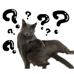 [LINEスタンプ] うちの猫たち stamp