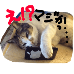 [LINEスタンプ] レオとナツ