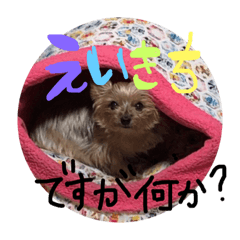 [LINEスタンプ] うちの、えいきち君です