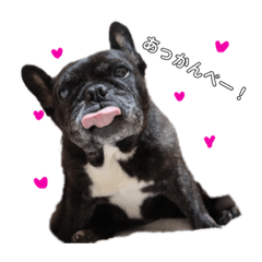 [LINEスタンプ] フレンチブルドッグ♂♀
