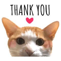 [LINEスタンプ] まいにゃんこ。