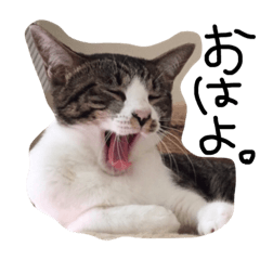 [LINEスタンプ] ねこ。ねこのきもち。