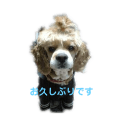 [LINEスタンプ] 愛犬アメコカスタンプ