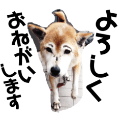 [LINEスタンプ] raru.②