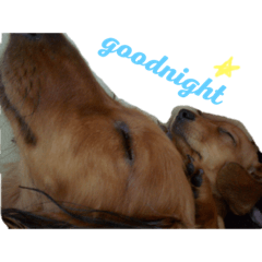 [LINEスタンプ] こて犬❣️
