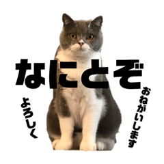 [LINEスタンプ] ブリティッシュショートヘアの女の子ねこ