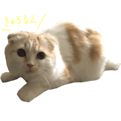 [LINEスタンプ] ねこ、時々いぬ