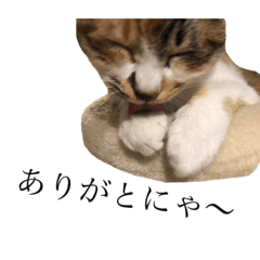 [LINEスタンプ] Daliのにゃん語スタンプII