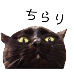 [LINEスタンプ] いぬたちねこたち