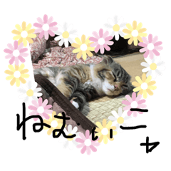 [LINEスタンプ] 猫の日常☆