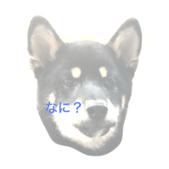 [LINEスタンプ] 超絶らんまスタンプ