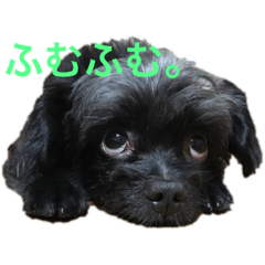 [LINEスタンプ] ミルトさんの気持ち(チワプー) 