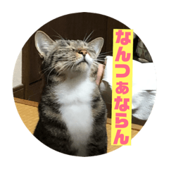 [LINEスタンプ] 鹿児島弁♪かごんま弁♪みる姐さん！