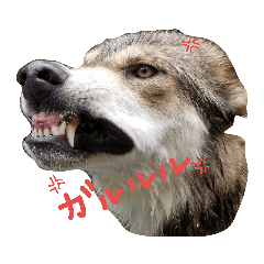 [LINEスタンプ] 狼犬の日常