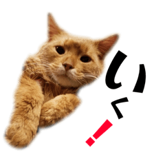 [LINEスタンプ] みーこた2