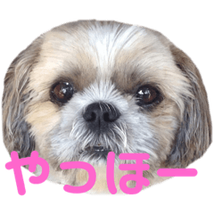 [LINEスタンプ] 橋本家の名犬シルクくん