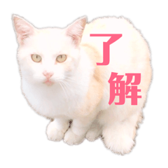 [LINEスタンプ] 使える！デブにゃん