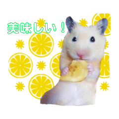 [LINEスタンプ] キンクマ サムくんと愉快な仲間たち