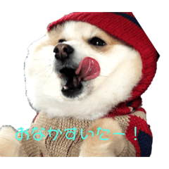 [LINEスタンプ] ポメラニアン ふうた 