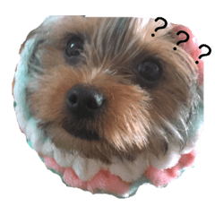 [LINEスタンプ] 愛犬‎╰( U ・ᴥ・)mちょこ 
