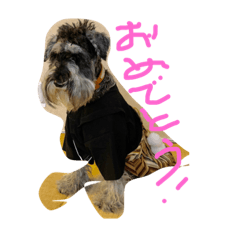 [LINEスタンプ] ミニチュアシュナウザーのカールくん！行事