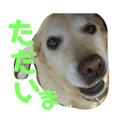 [LINEスタンプ] 日常 わんず にゃんず