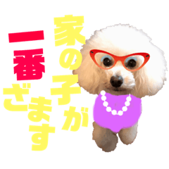 [LINEスタンプ] トイプードルCoochanの日常スタンプ第4弾