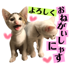 [LINEスタンプ] 保護猫ちこ＆そーbyオハナビーズ