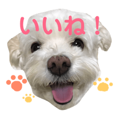 [LINEスタンプ] まるぷー★まると黒猫むく②