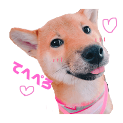 [LINEスタンプ] 柴犬モカと時々ダックスハナ