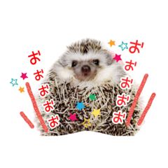 [LINEスタンプ] ハリネズミのノア＆カミー★ダーツ編