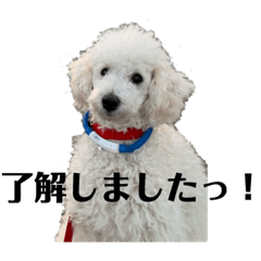 [LINEスタンプ] 白プードルの一言