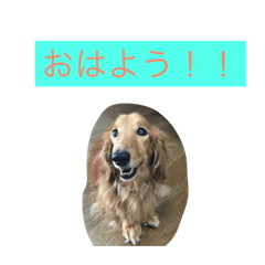 [LINEスタンプ] マックスオリジナルスタンプ
