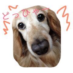 [LINEスタンプ] るぴちゃんスタンプ