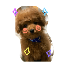 [LINEスタンプ] マルチカラー トイプードル