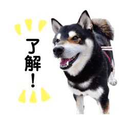 [LINEスタンプ] 黒柴犬リク