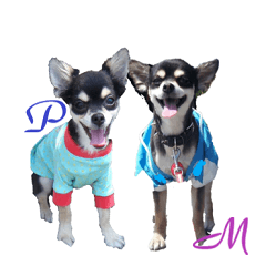 [LINEスタンプ] チワワ M＆P兄弟