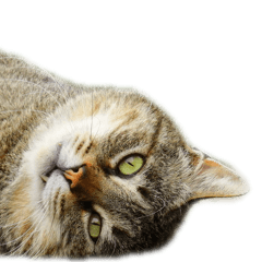 [LINEスタンプ] 発見！地域猫