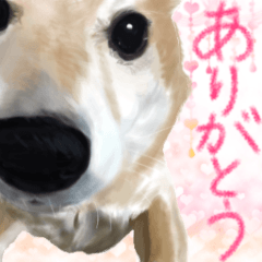 [LINEスタンプ] 柴犬はるなちゃん かわいいぬスタンプ