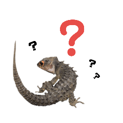 [LINEスタンプ] アカメカブトトカゲのあかまる