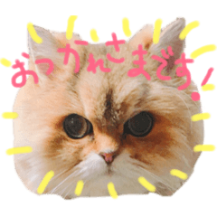 [LINEスタンプ] 猫のオリーヴちゃん