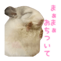 [LINEスタンプ] チンチラ「☆スカイラーのお部屋☆」vol.1 